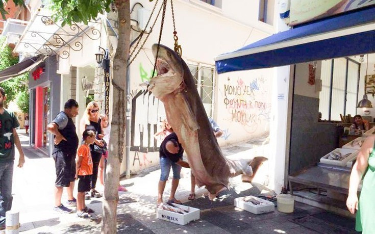 «Κόπανος» 300 κιλών πιάστηκε στα δίχτυα ψαράδων στο Ιόνιο