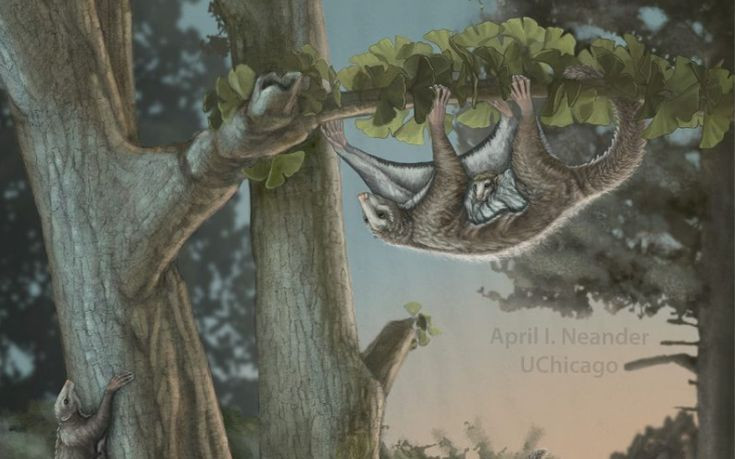 Ανακαλύφθηκαν τα αρχαιότερα ιπτάμενα θηλαστικά στον πλανήτη