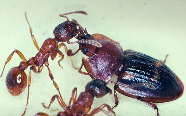 Ο «απατεώνας της φύσης» που ξεγελά τα μυρμήγκια και του δίνουν την τροφή τους