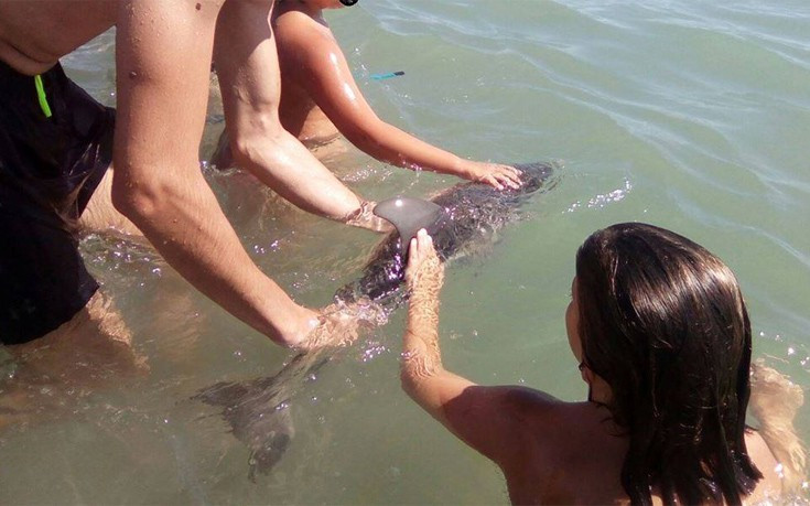 Οι «εγωιστές» τουρίστες και ο θάνατος του μικρού δελφινιού