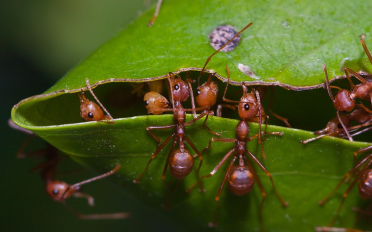 Κανείς δεν περίμενε από τα εργατικά μυρμήγκια να κάνουν συστηματικά αυτό