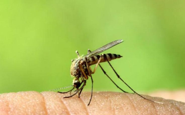 Προειδοποίηση για τα κουνούπια και τον ιό του Δυτικού Νείλου