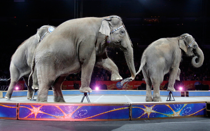 H Νέα Υόρκη απαγορεύει πλέον στα τσίρκο να χρησιμοποιούν ελέφαντες