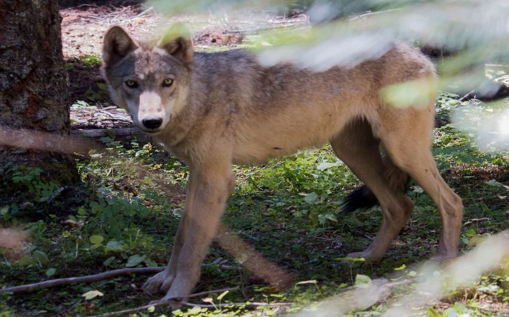 Λύκοι κατασπάραξαν κυνηγόσκυλα στην Οίτη