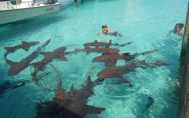 Κολυμπώντας σε μια πισίνα γεμάτη καρχαρίες