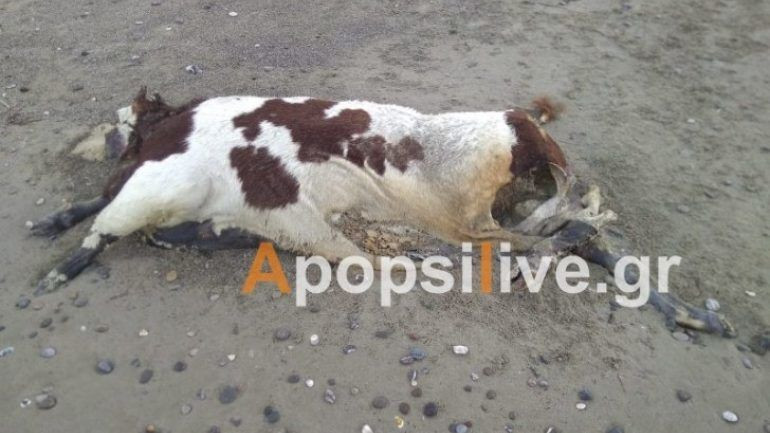 Νεκρή αγελάδα ξεβράστηκε στην παραλία στο Τυμπάκι