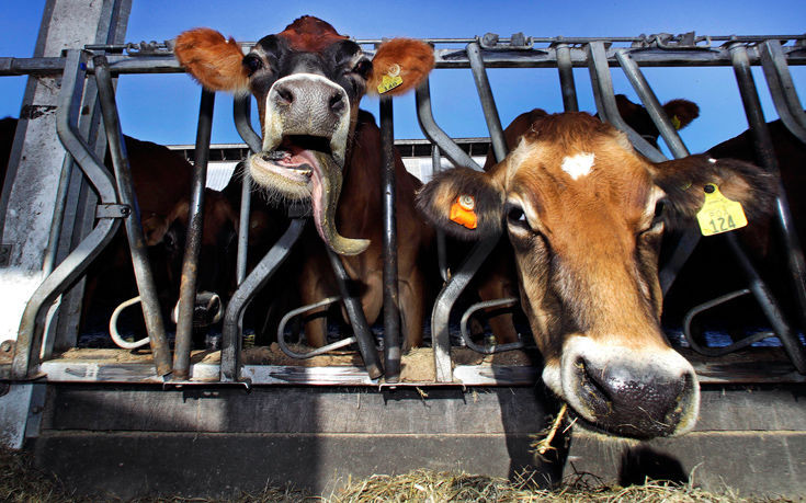 Καταρροϊκός πυρετός: Την επόμενη εβδομάδα αναμένουν οι κτηνοτρόφοι τα πρώτα εμβόλια