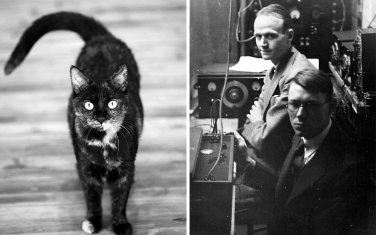 Όταν δύο επιστήμονες μετέτρεψαν μια ζωντανή γάτα σε… τηλέφωνο