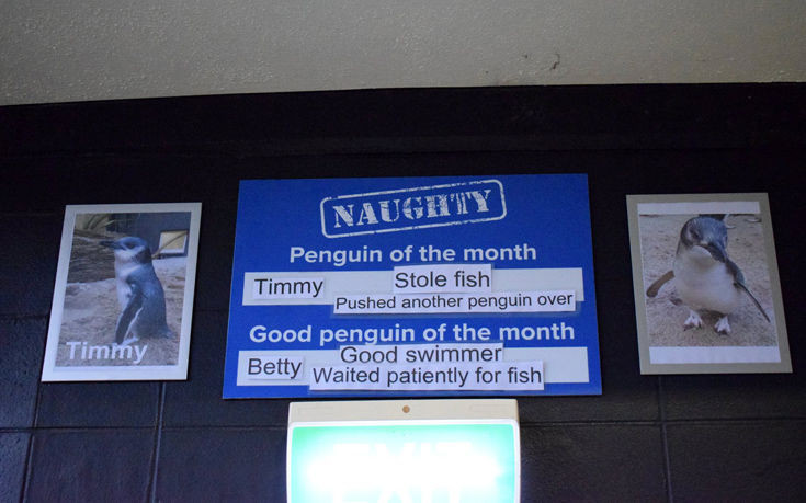 Ενυδρείο ντροπιάζει τους άτακτους πιγκουίνους
