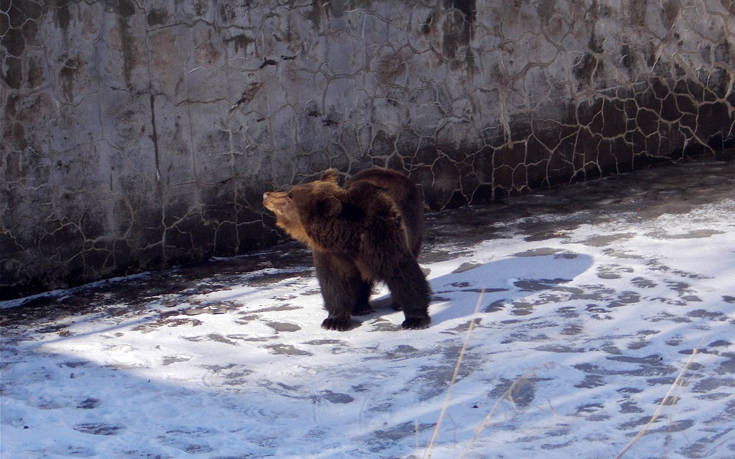 Απελευθέρωσαν αρκούδα που είχε παγιδευτεί για μέρες σε άδεια δεξαμενή
