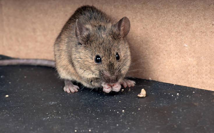Ποντίκια έκοβαν βόλτες σε νηπιαγωγείο στην Πάτρα
