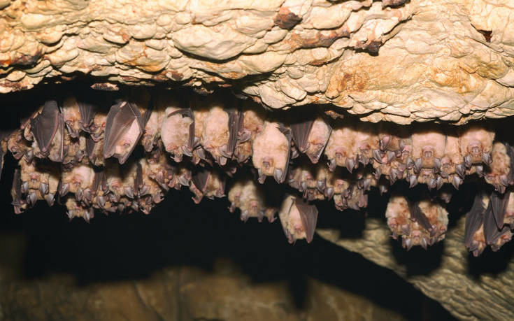 Αυστραλία: Xιλιάδες νυχτερίδες προκαλούν απανωτά μπλάκ άουτ στην Αδελαΐδα