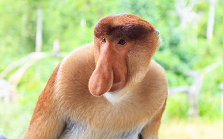 Ο πίθηκος με τη μεγάλη μύτη και τις σούπερ… επιδόσεις στο σεξ