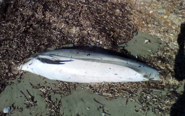 Ξεβράστηκε νεκρό δελφίνι σε παραλία στο Λαγονήσι