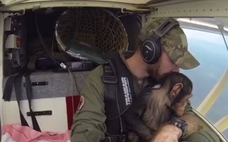 Η απίθανη πτήση του μικρού χιμπατζή που διασώθηκε στο Κονγκό