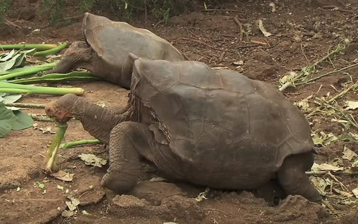O Ντιέγκο η χελώνα έσωσε το είδος του όντας σεξουαλικά… υπερδραστήριος