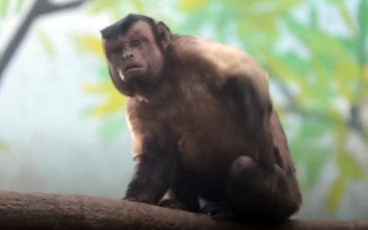 Μαϊμού με «ανθρώπινο πρόσωπο» έχει τρελάνει το διαδίκτυο