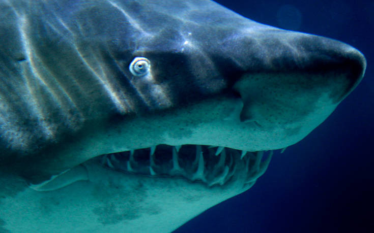 Εγκλωβισμένοι καρχαρίες σε αδέσποτο δίχτυ ανακαλύφθηκαν στα νησιά Κέιμαν