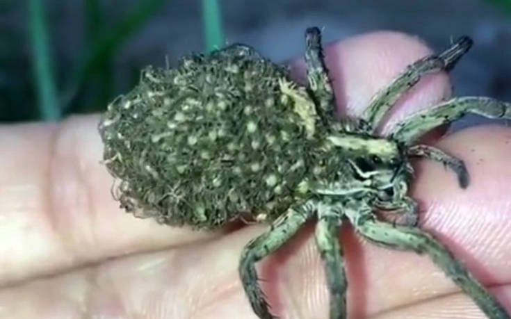 Δείτε μια αράχνη να κουβαλά στην πλάτη τα εκατοντάδες μικρά της