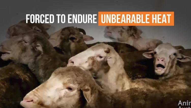 Σοκάρουν τα βίντεο με τις εξαγωγές ζώων