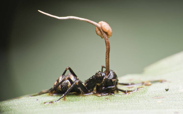 Το παράσιτο που ελέγχει το μυαλό και κάνει το μυρμήγκι&#8230; ζόμπι