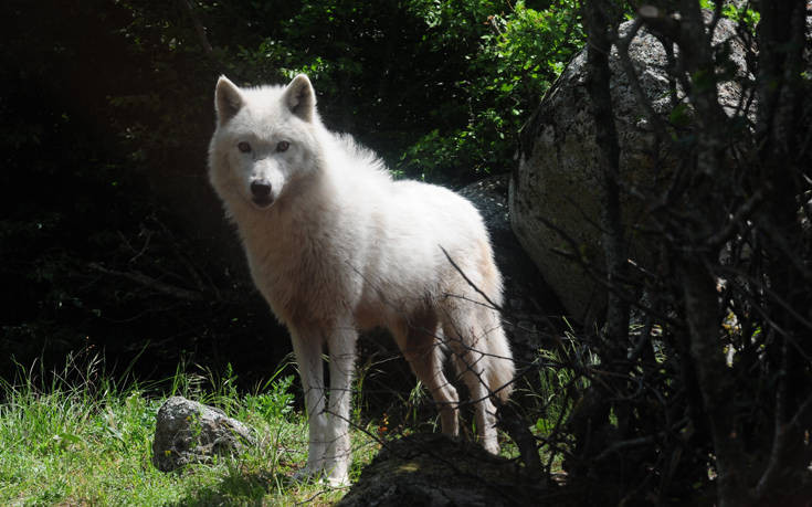 Αγέλη έξι λύκων από την Ιταλία στο καταφύγιο του Αρκτούρου