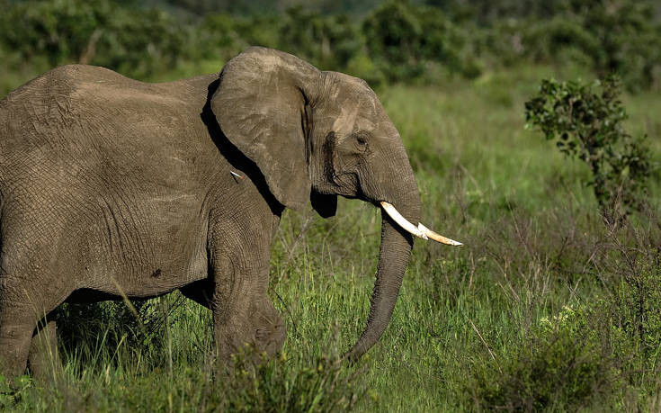 Η χώρα που λέει «ναι» στη σφαγή ελεφάντων και τη διάθεση του κρέατός τους για ζωοτροφή