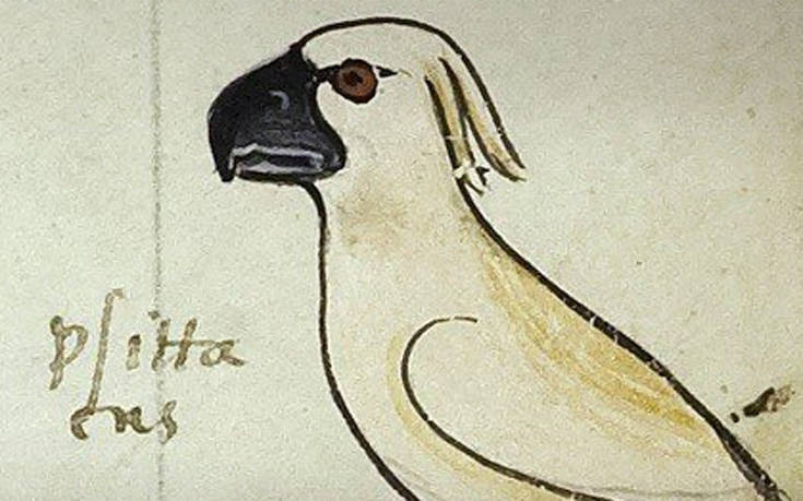 Τι αποκαλύπτει ένας παπαγάλος σε χειρόγραφο του 13ου αιώνα
