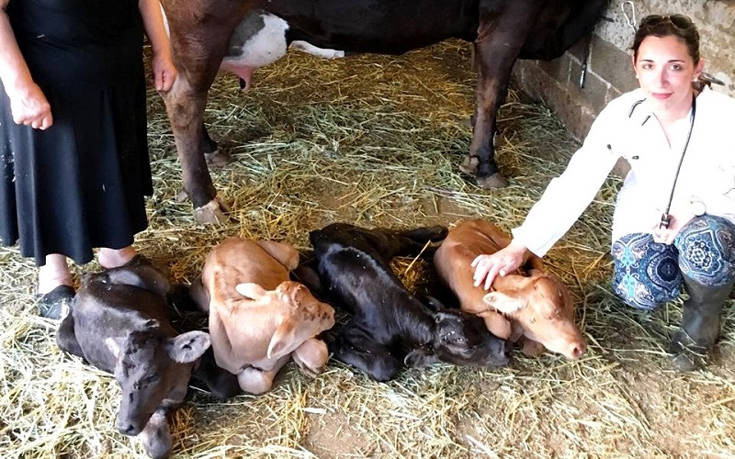 Αγελάδα γέννησε τετράδυμα στην Άνδρο