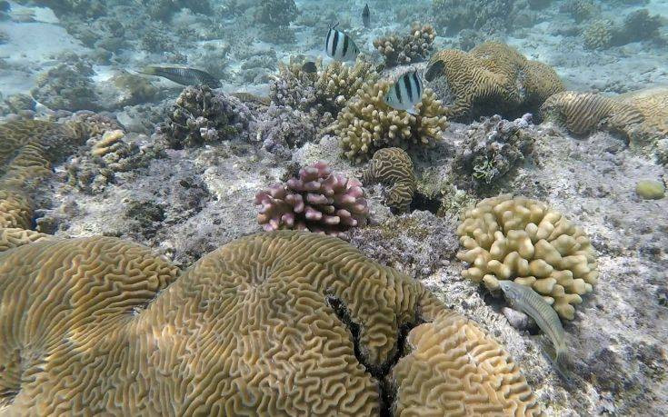 Οι αρουραίοι επιδρούν καταστροφικά στη ζωή των κοραλλιογενών ατολών στον ωκεανό