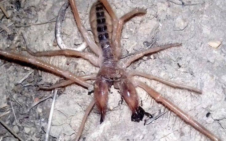 Αράχνη &#8211; σκορπιός σπέρνει τον πανικό σε Θεσσαλία και Πελοπόννησο