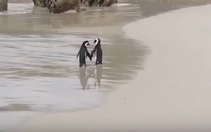 Η ρομαντική βόλτα δύο πιγκουίνων