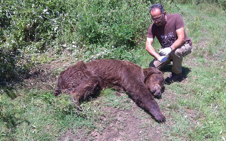 Αρκούδα βρέθηκε σε άσχημη κατάσταση στην Καστοριά