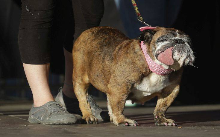 Πέθανε η Ζα-Ζα, το ασχημότερο σκυλί στον κόσμο