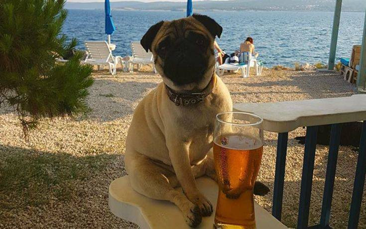 Σκυλίσια ζωή σε beach bar στην Κροατία
