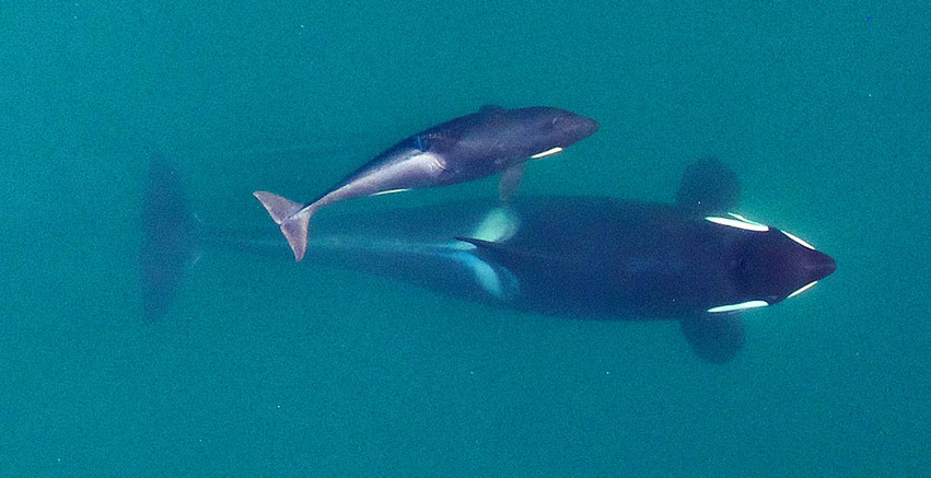 Γιατί ο θρήνος της φάλαινας για το νεκρό μικρό της διχάζει τους επιστήμονες