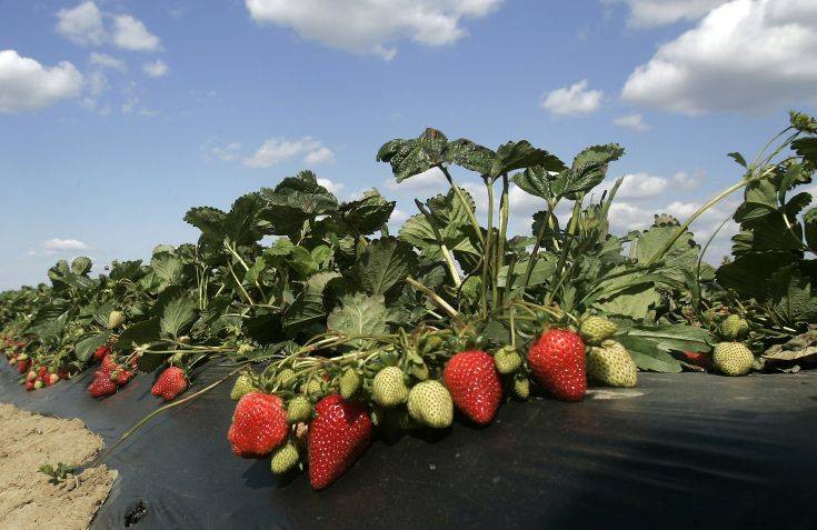 Σουπερμάρκετ στην Αυστραλία αποσύρουν τις βελόνες μετά τον σάλο με τις φράουλες