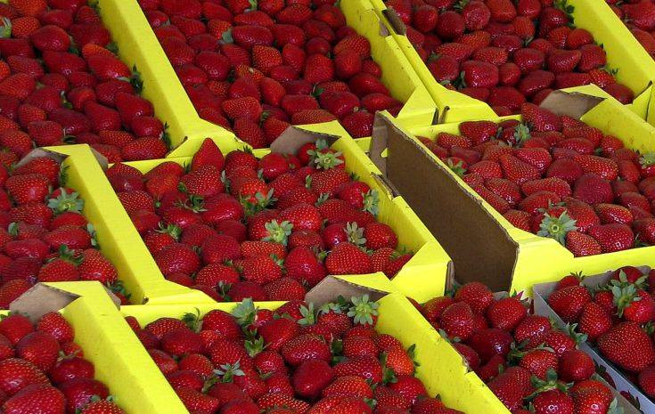 Τιμωρία 15 ετών στους ενόχους για τις βελόνες στις φράουλες στην Αυστραλία