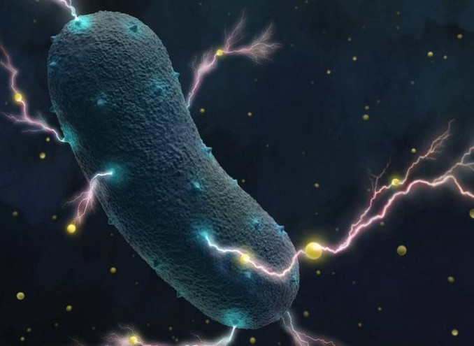 Το μυστικό των βακτηρίων του εντέρου