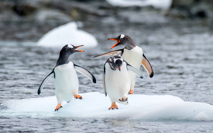 Οι επιστήμονες προειδοποιούν: Δραματική η μείωση των πιγκουίνων «Πυγοσκελίς» της Ανταρκτικής