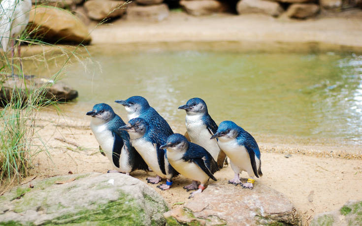 Μυστήριο με 60 νεκρούς πιγκουίνους στην Αυστραλία