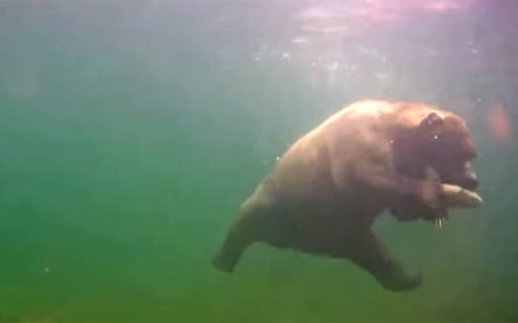 Δείτε μια αρκούδα να πιάνει ψάρι… κάτω από το νερό