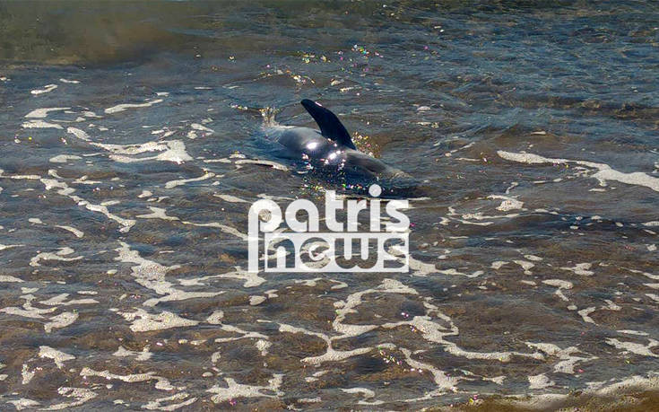 Κινητοποίηση για τη σωτηρία δελφινιού που βγήκε στα ρηχά στην Ηλεία