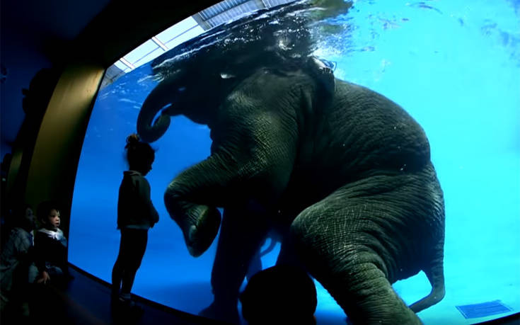 Οργή για τα υποβρύχια κόλπα των ελεφάντων σε ζωολογικό κήπο