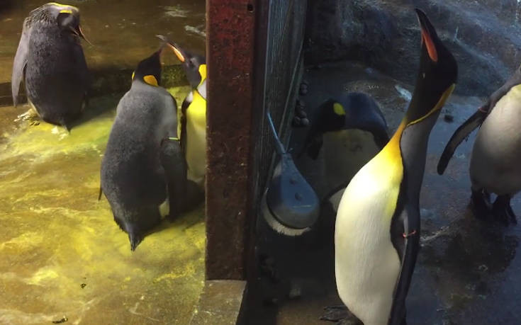 Το ζευγάρι «ομοφυλόφιλων» πιγκουίνων που απήγαγε μικρό άλλης οικογένειας