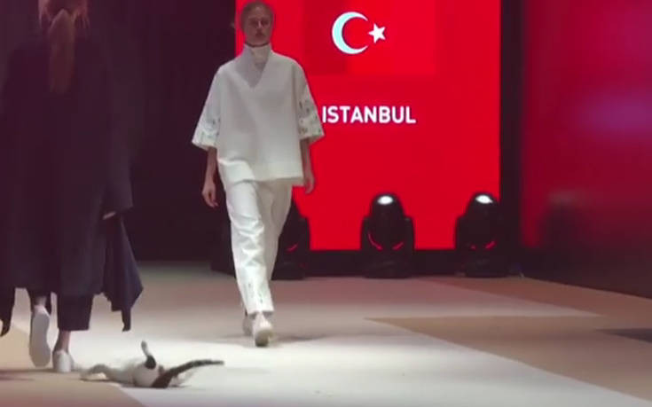 Η γάτα που έκανε πασαρέλα σε επίδειξη μόδας στην Τουρκία