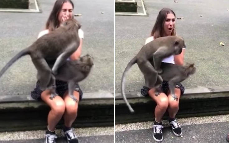 Μαϊμούδες επέλεξαν να ζευγαρώσουν στο πιο λάθος μέρος