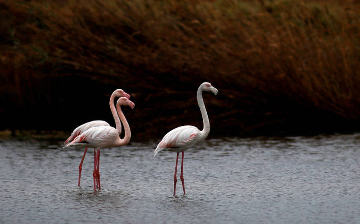 Θεσσαλονίκη: Κατέληξε το φλαμίνγκο που δηλητηριάστηκε από μόλυβδο