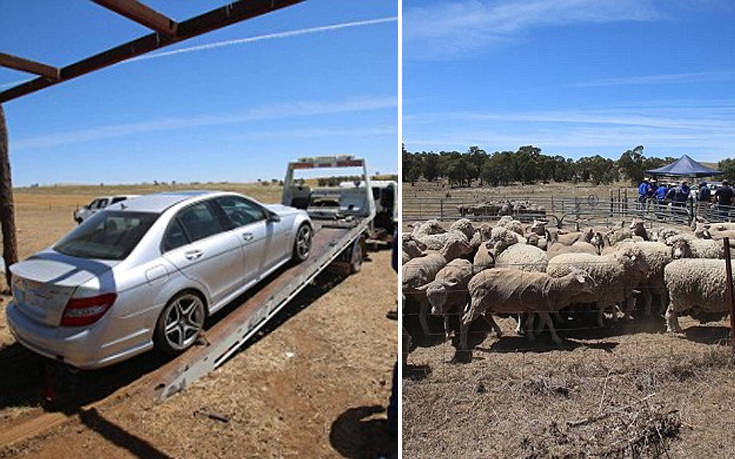 Εκατό πρόβατα και ένα… supercar κατέσχεσε η αστυνομία σε μυστηριώδη υπόθεση