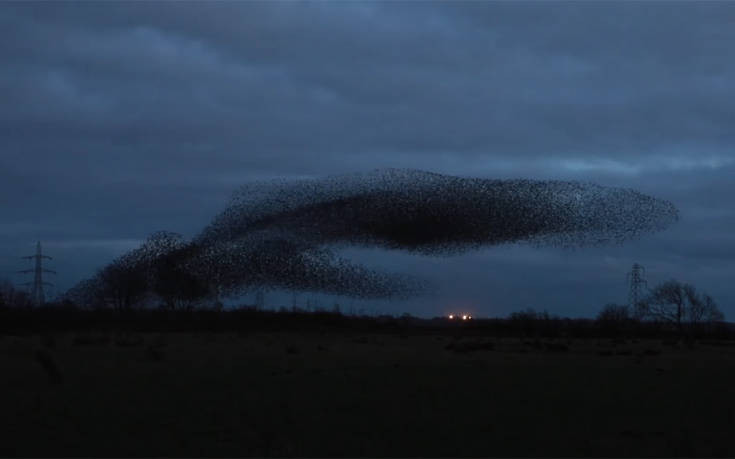 Δείτε ένα σμήνος χιλιάδων πουλιών να εκτελεί περίτεχνους σχηματισμούς